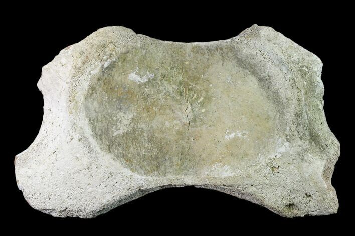 Fossil Whale Cervical Vertebra - Yorktown Formation #137603
